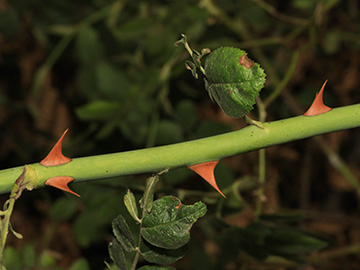 Rosa tomentosa