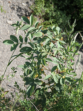 Rosa villosa