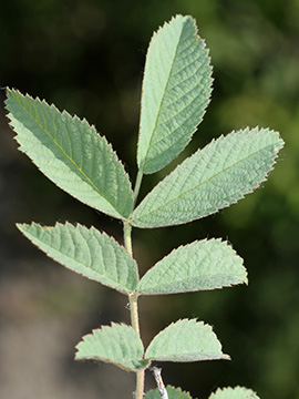 Rosa villosa