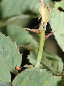 Rosa villosa