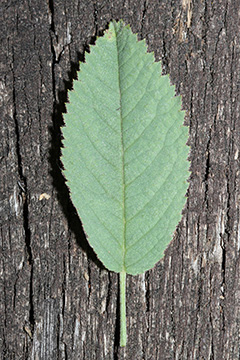 Rosa villosa