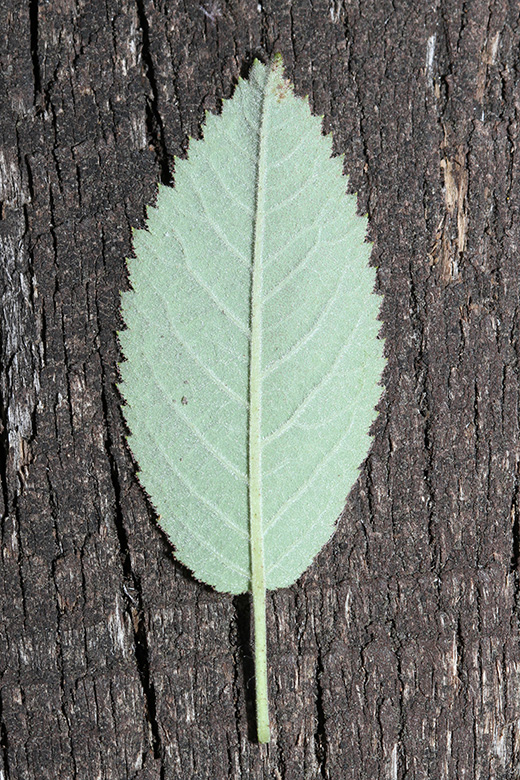 Rosa villosa