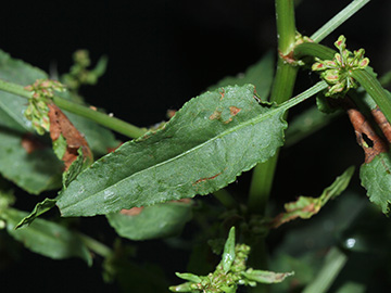Rumex conglomeratus