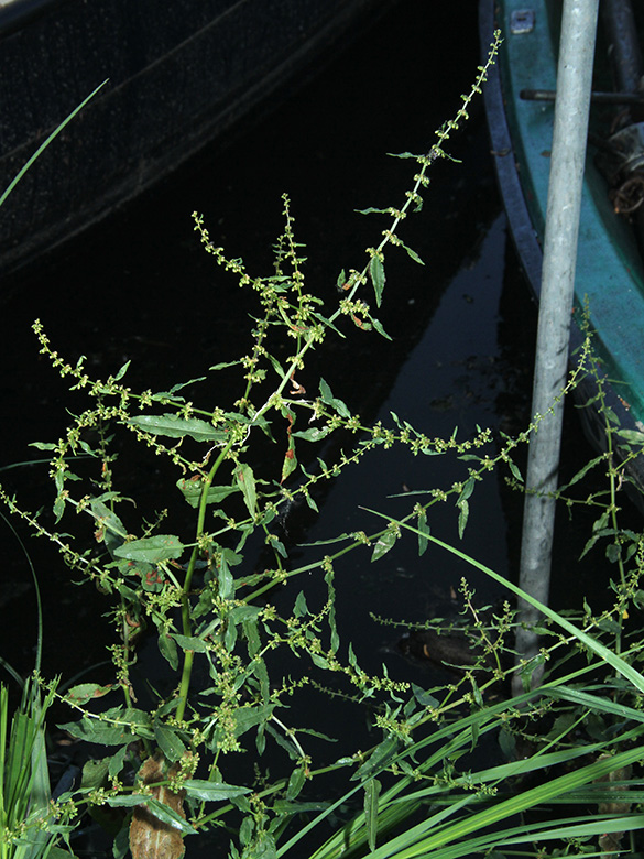 Rumex conglomeratus
