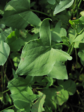 Rumex scutatus
