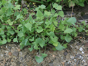 Rumex scutatus