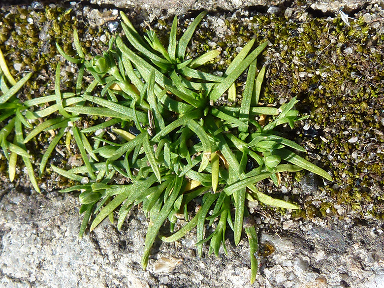 Sagina procumbens