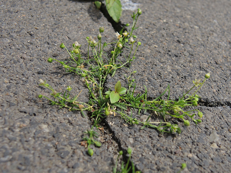Sagina procumbens