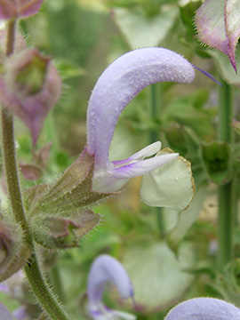 Salvia sclarea