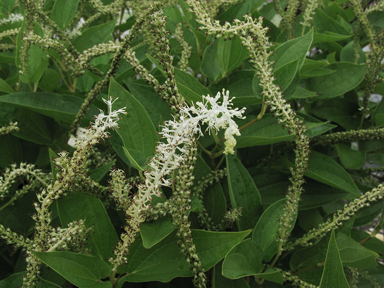 Saururus cernuus
