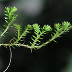 Selaginella kraussiana - Feingliedriger Moosfarn