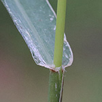 Setaria verticillata - Quirlige Borstenhirse
