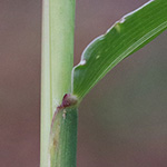 Setaria verticillata - Quirlige Borstenhirse