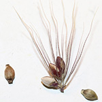 Setaria viridis subsp. pycnocoma - Unkraut-Borstenhirse