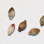 Setaria viridis subsp. pycnocoma - Unkraut-Borstenhirse