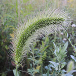 Setaria viridis subsp. pycnocoma - Unkraut-Borstenhirse
