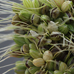 Setaria viridis subsp. pycnocoma - Unkraut-Borstenhirse