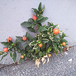 Solanum pseudocapsicum - Korallenstrauch