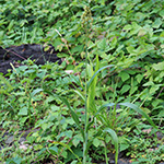 Sorghum bicolor - Sorghumhirse