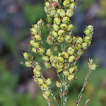 Sorghum bicolor - Sorghumhirse