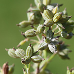 Thalictrum flavum - Gelbe Wiesenraute