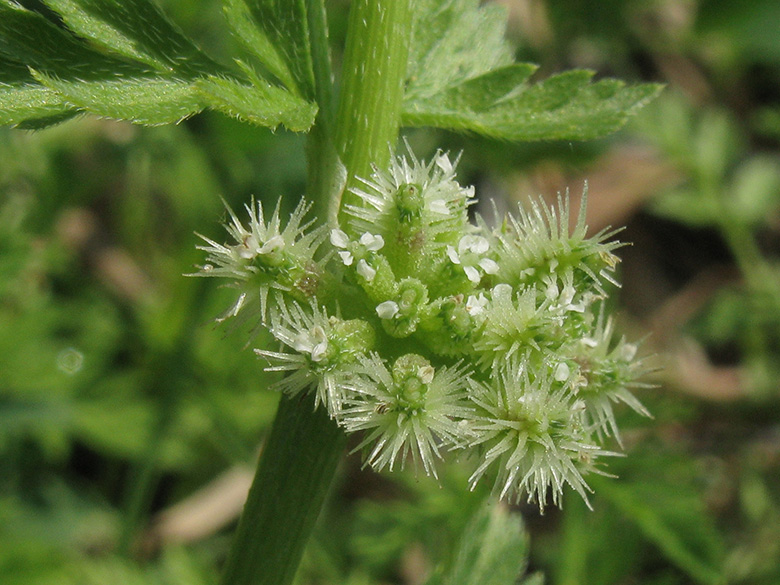 Torilis nodosa