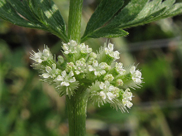 Torilis nodosa