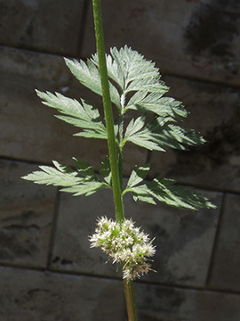 Torilis nodosa