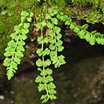 Woodsia glabella subsp. glabella
