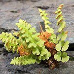 Woodsia glabella subsp. glabella