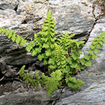 Woodsia glabella subsp. glabella