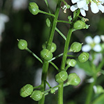 Cochlearia officinalis - Gebräuchliches Löffelkraut