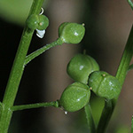 Cochlearia officinalis - Gebräuchliches Löffelkraut