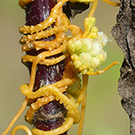 Cuscuta campestris - Nordamerikanische Seide