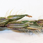 Digitaria sanguinalis subsp. pectiniformis - Bewimperte Fingerhirse