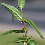 Epilobium obscurum - Dunkelgrünes Weidenröschen