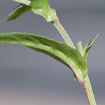 Epilobium obscurum - Dunkelgrünes Weidenröschen