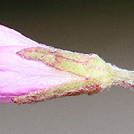 Epilobium obscurum - Dunkelgrünes Weidenröschen