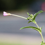 Epilobium obscurum - Dunkelgrünes Weidenröschen