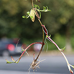 Epilobium obscurum - Dunkelgrünes Weidenröschen