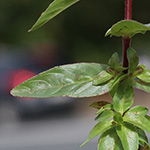 Epilobium obscurum - Dunkelgrünes Weidenröschen