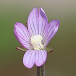 Epilobium obscurum - Dunkelgrünes Weidenröschen