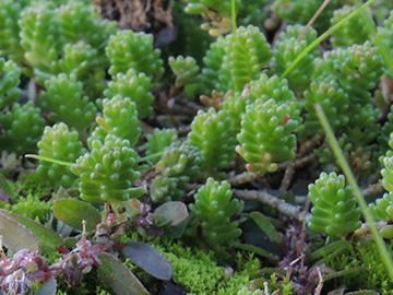 Sedum sexangulare