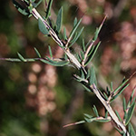Genista anglica - Englischer Ginster