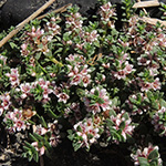 Glaux maritima - Strand-Milchkraut