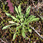 Jasione montana - Berg-Sandglöckchen