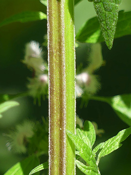 Leonurus cardiaca cardiaca