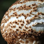 Lepiota aspera - Spitzschuppiger Stachelschirmling