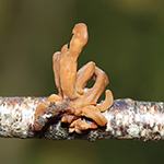 Macrotyphula fistulosa - Röhrige Keule