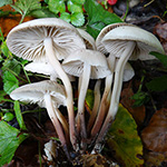 Marasmius wynneae - Violetter Schwindling